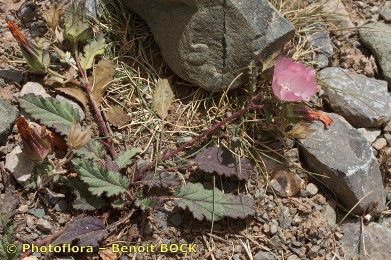 Malope malacoides 7