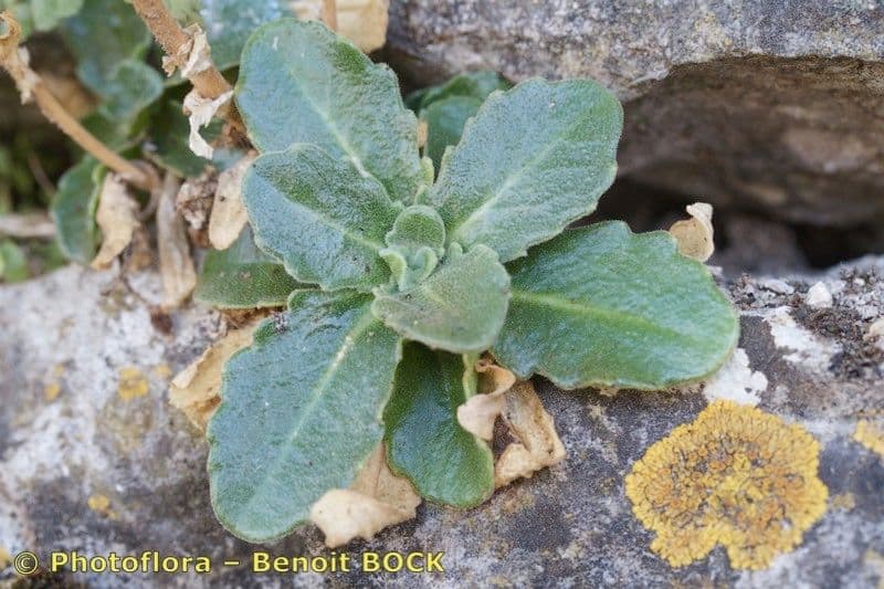 Arabis 22