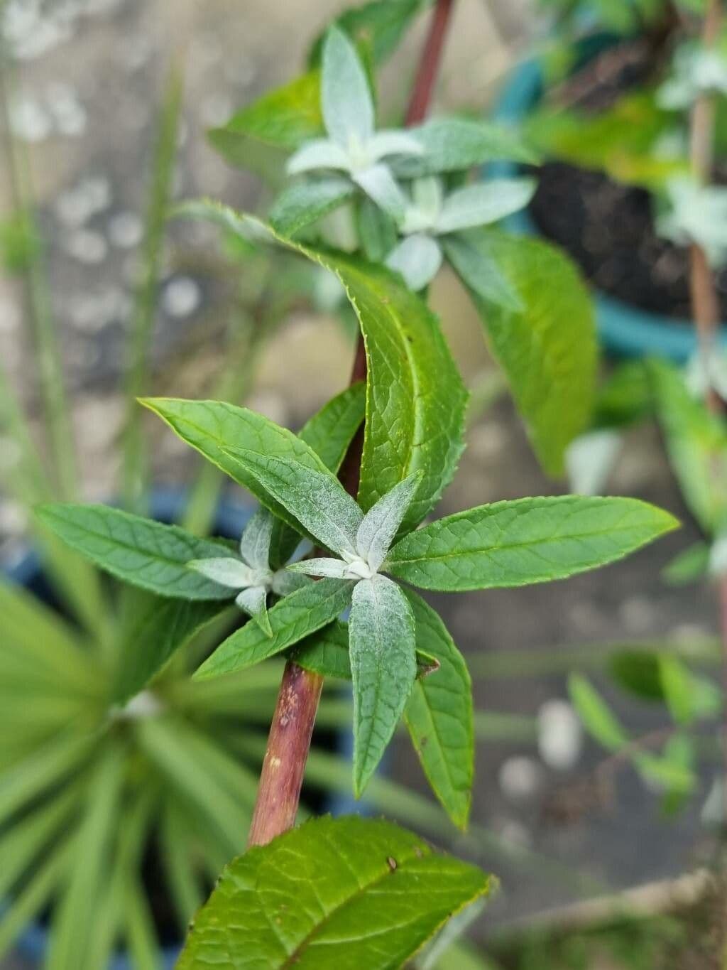 Buddleja 12