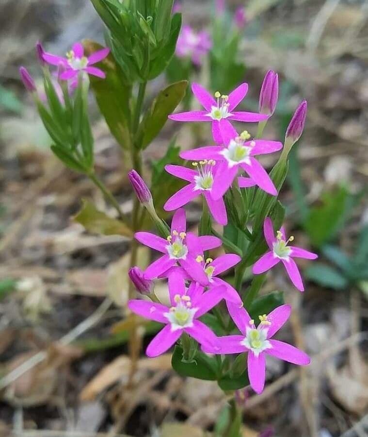 Centaurella tenuiflora