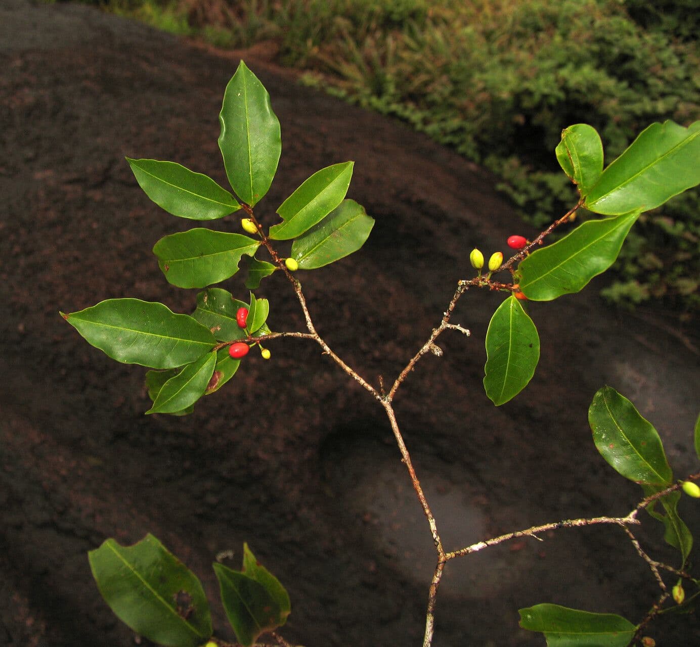 Erythroxylum 3