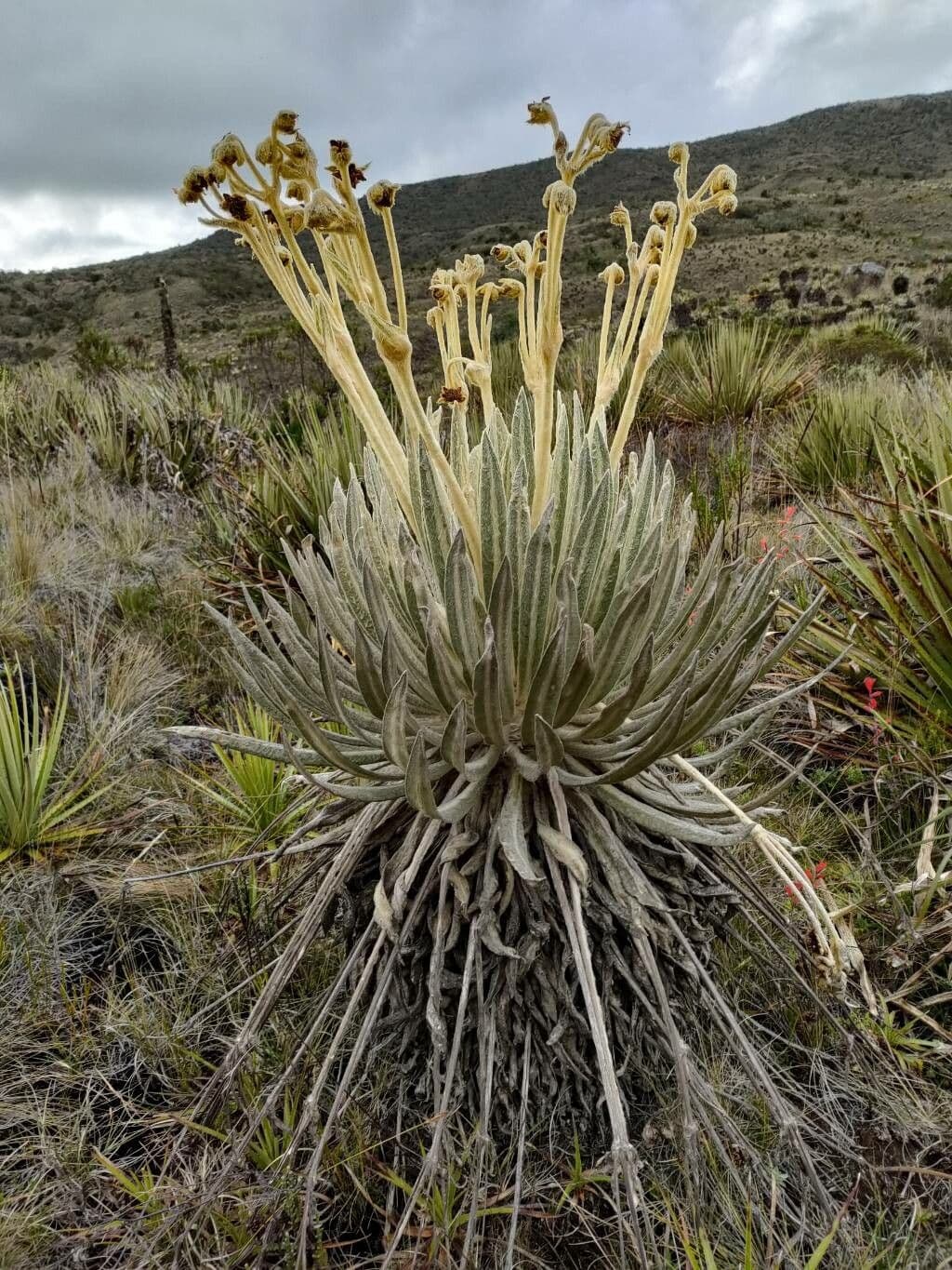 Espeletia 12