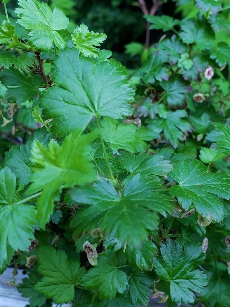 Ribes lacustre 18