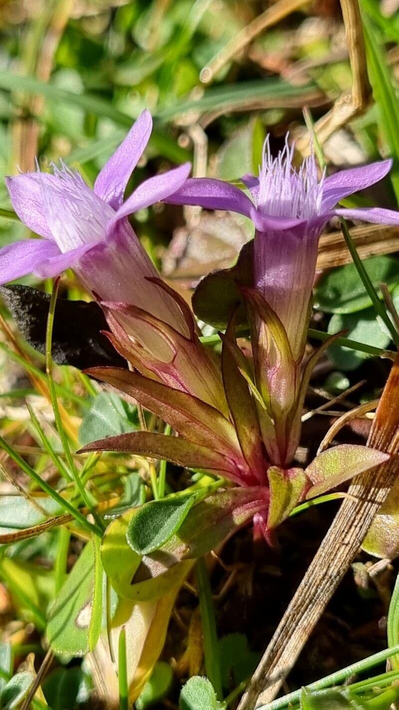 Genziana tedesca 20