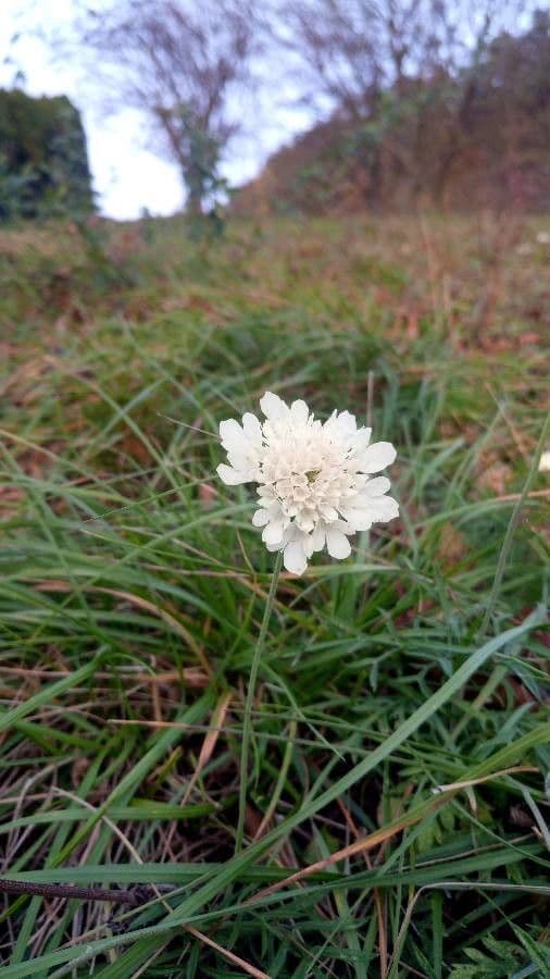 Ockergelber Witwenblumen 9
