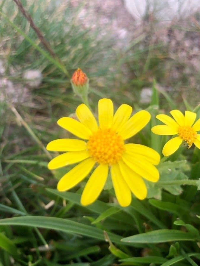 Senecio 3
