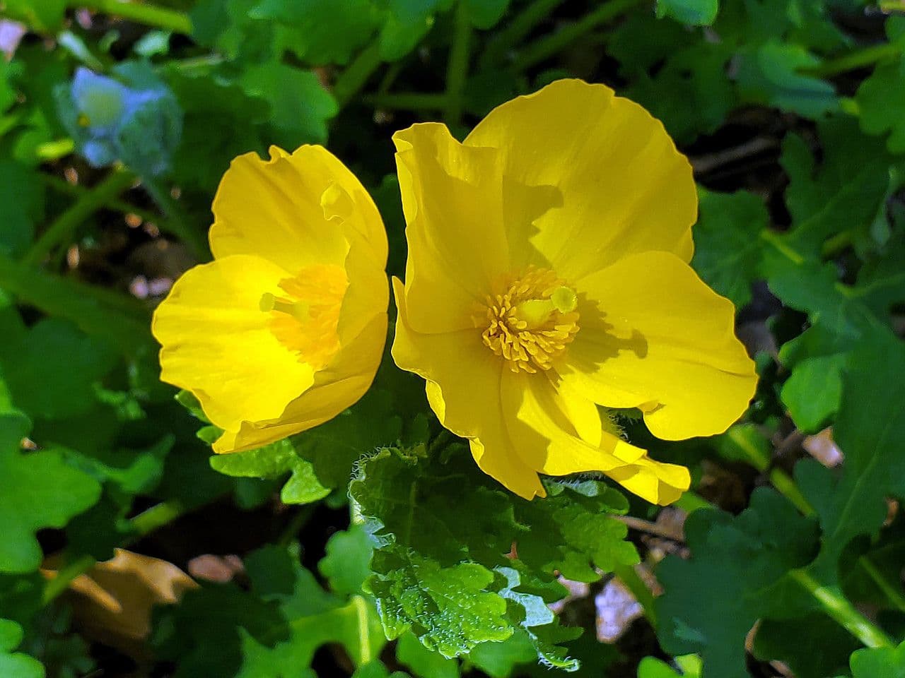 Schölkraut 10