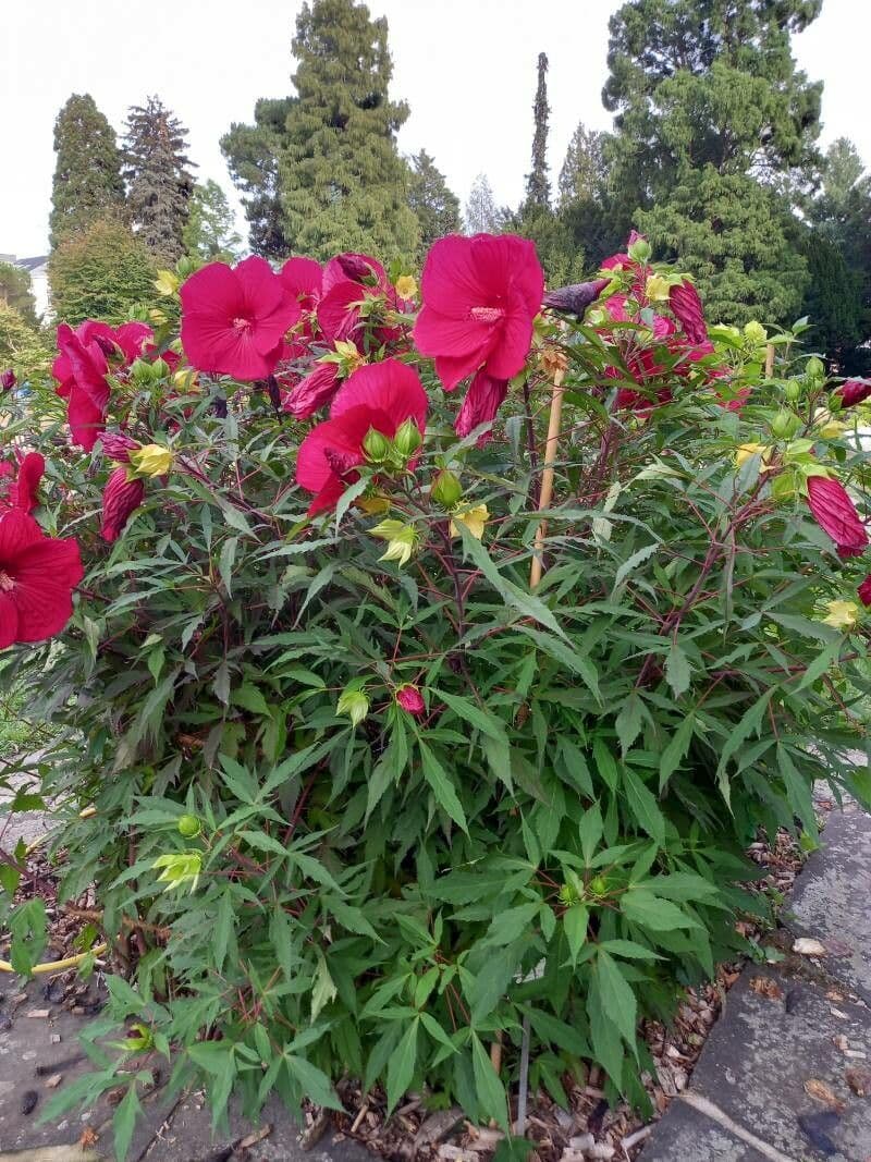 Hibiscus grandiflorus 7