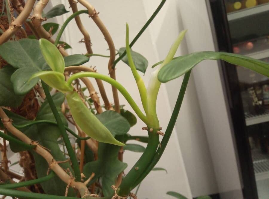 Philodendron violon