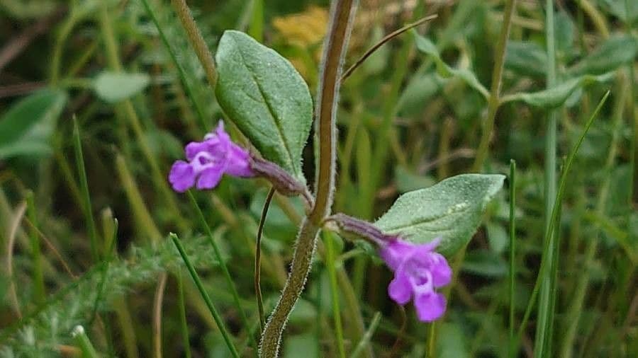 Calaminta alpina 21