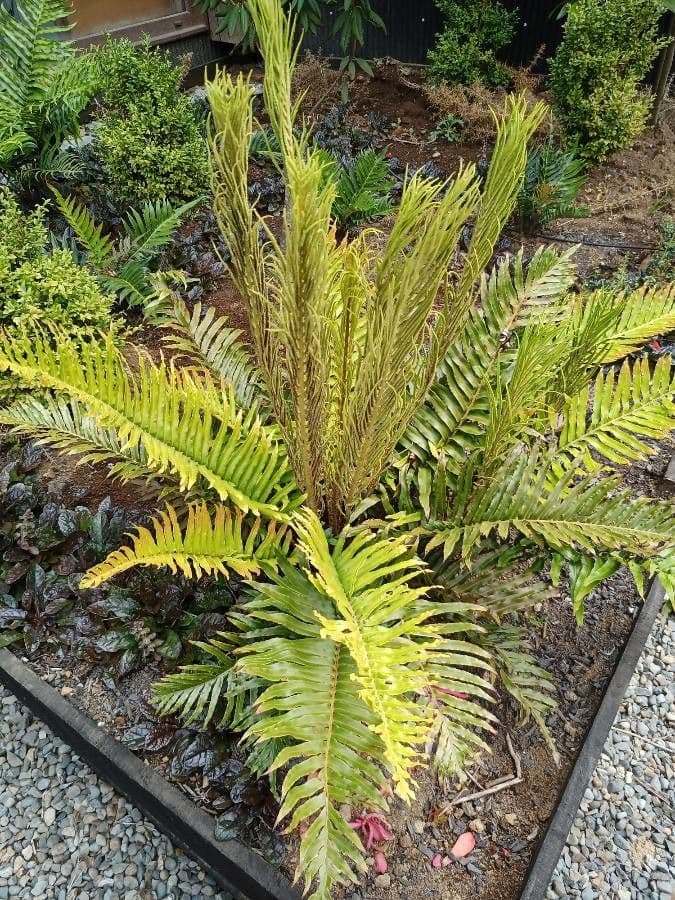 Blechnum 10