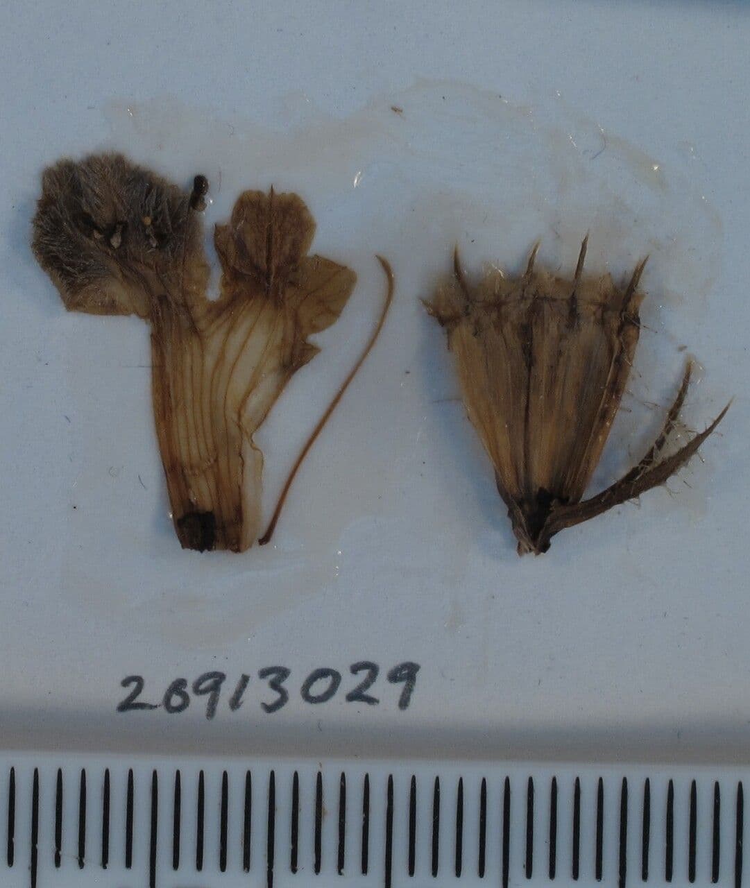 Phlomoides 10