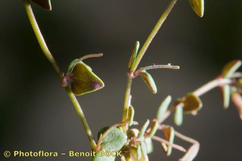 Micromeria 5