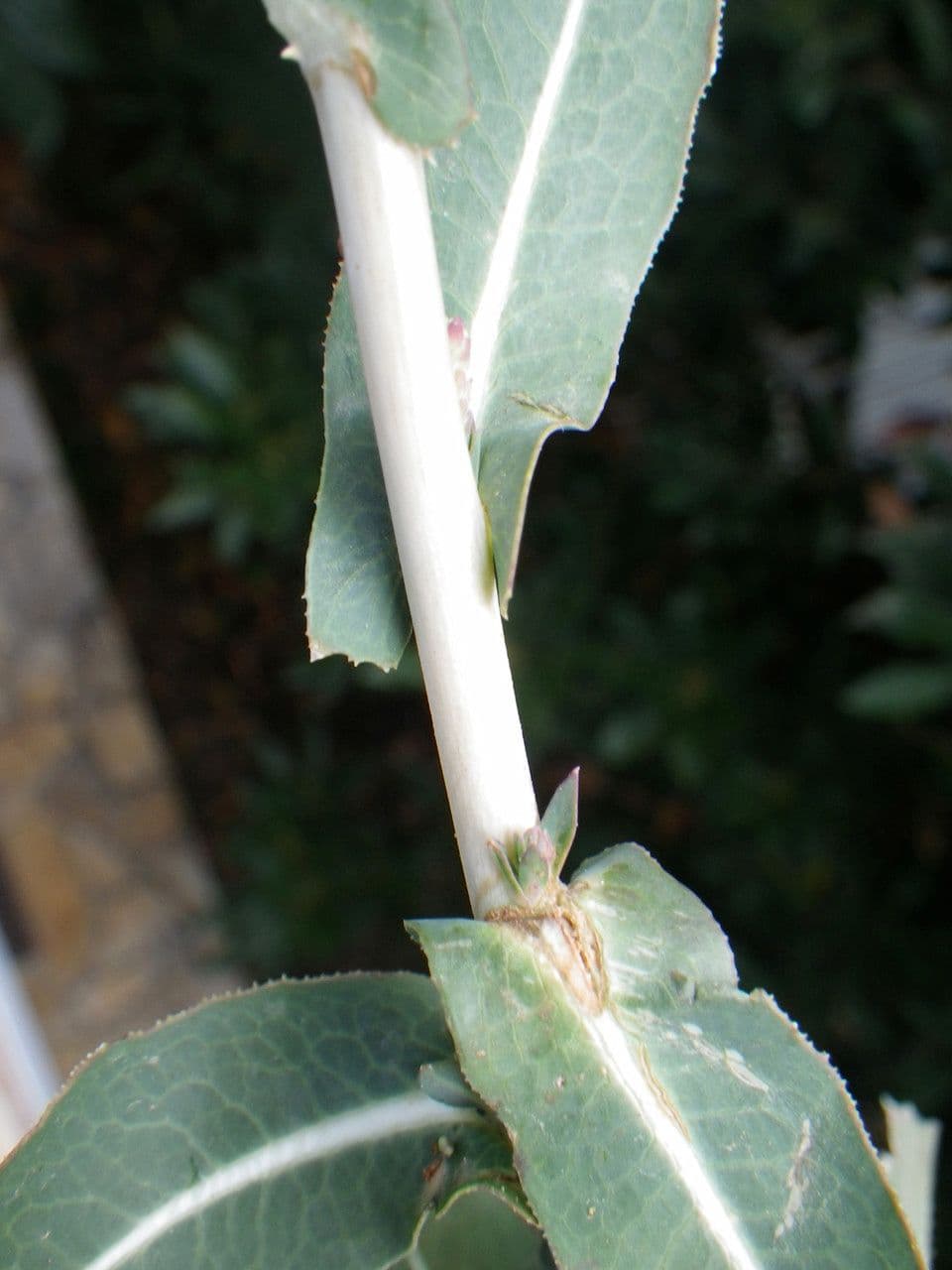 Lactuca saligna 24