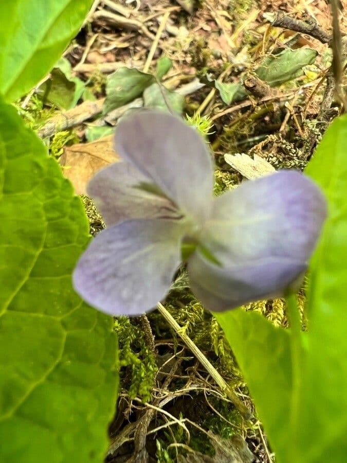 Viola mirabile 7