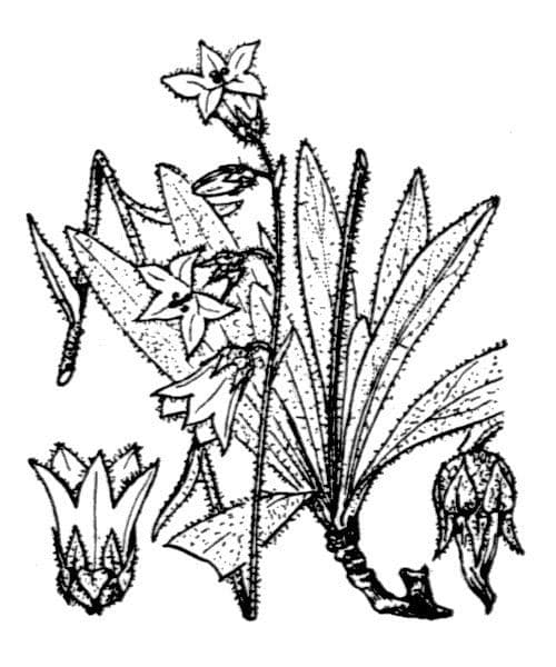 Campanula barbata 26