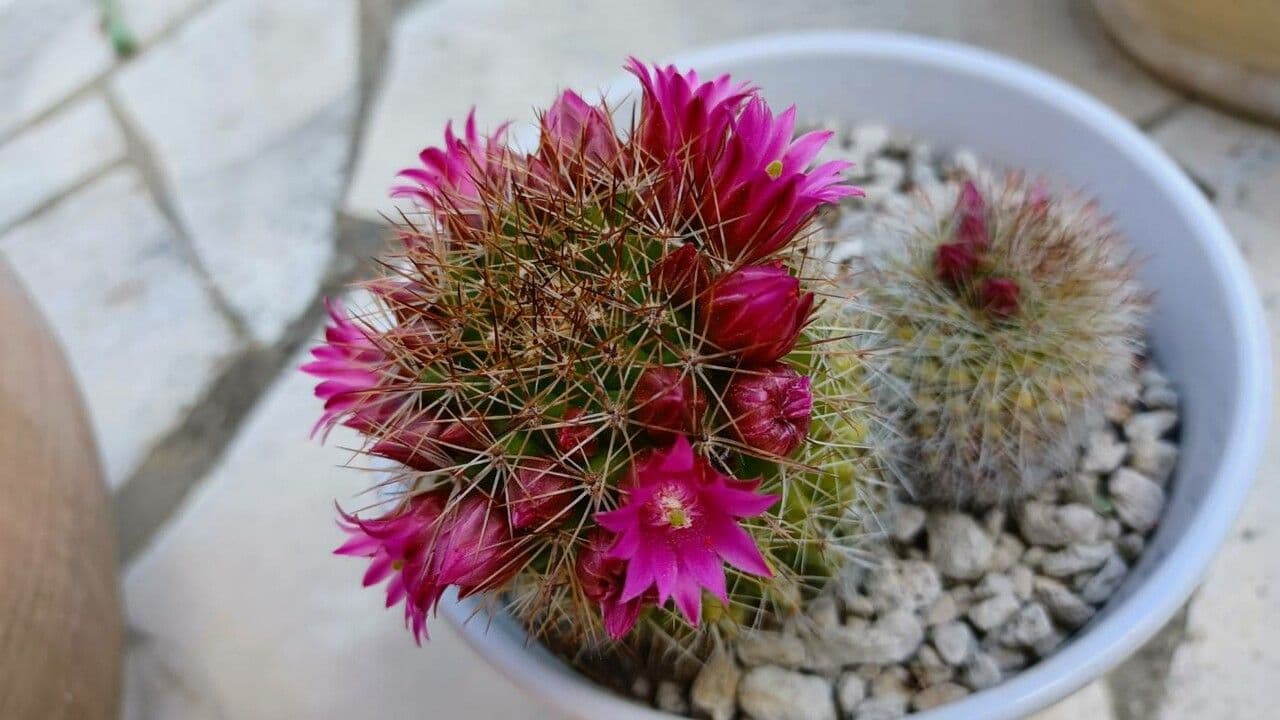 Cactus coussin de Backeberg 7