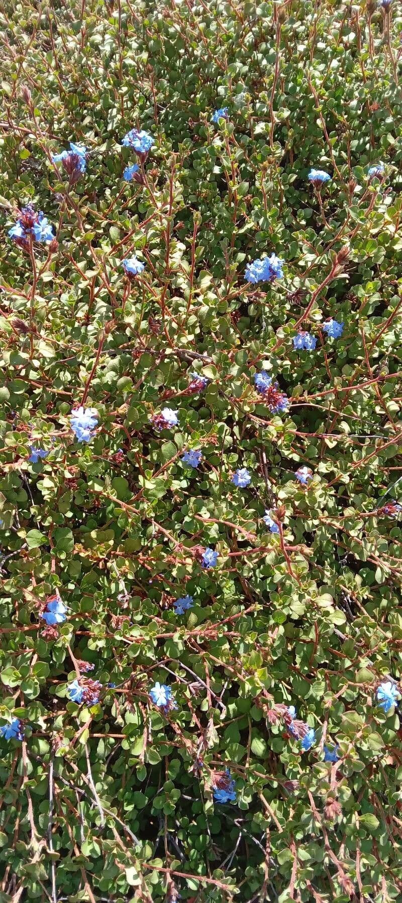 Ceratostigma 14