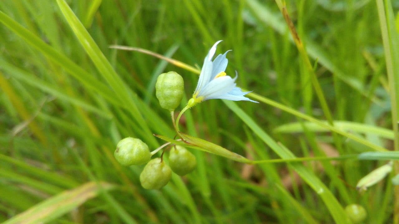 Schmalblättriges Blauaugengras 4