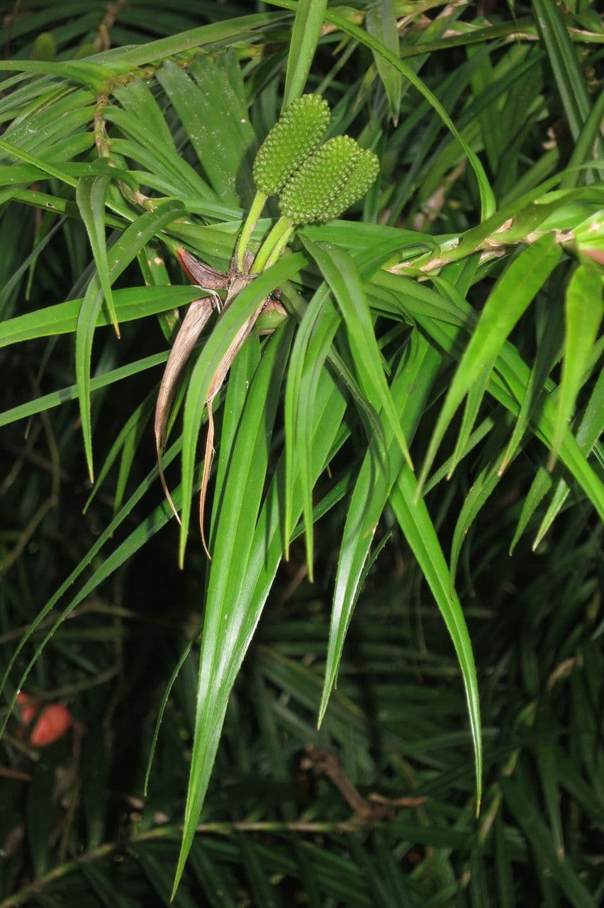 Freycinetia 20