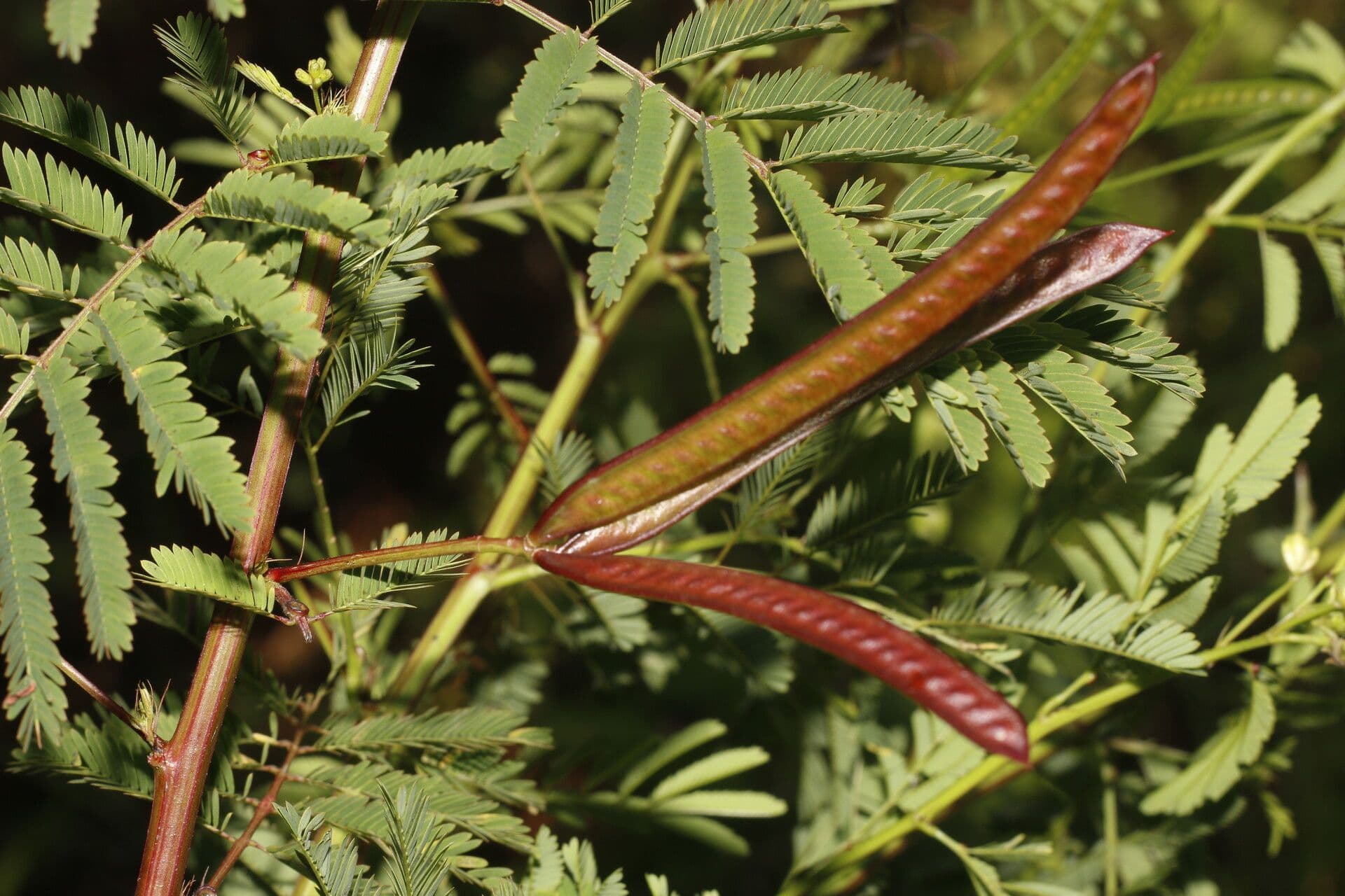 Schmalblättrige Bundelblume 2