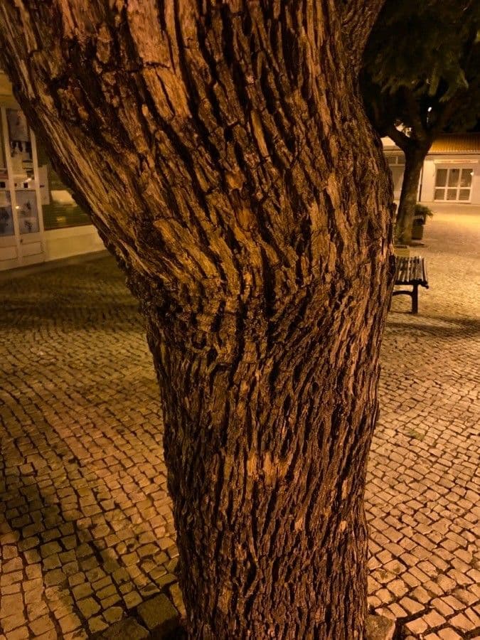 Jacaranda 24