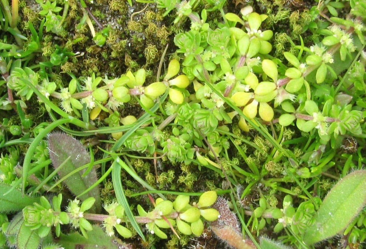 Valantia muralis 15