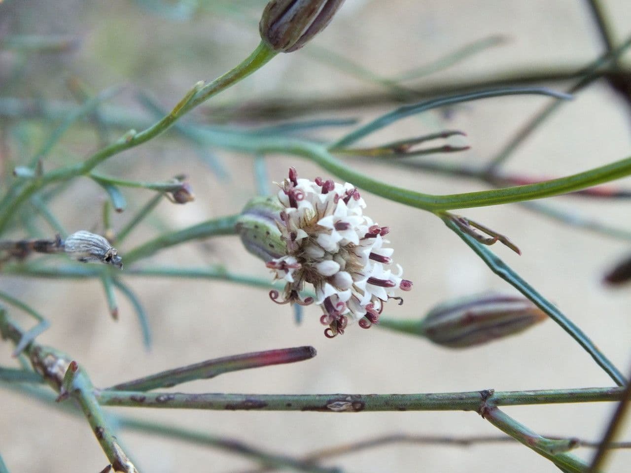 Porophyllum 2