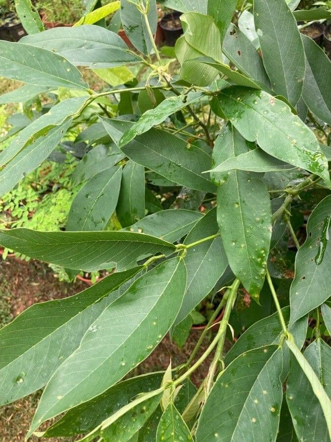 Clitoria fairchildiana 13