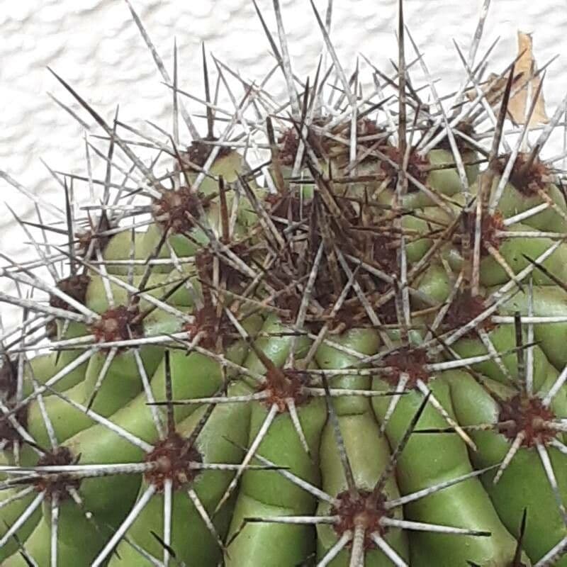 Cactus organo 25