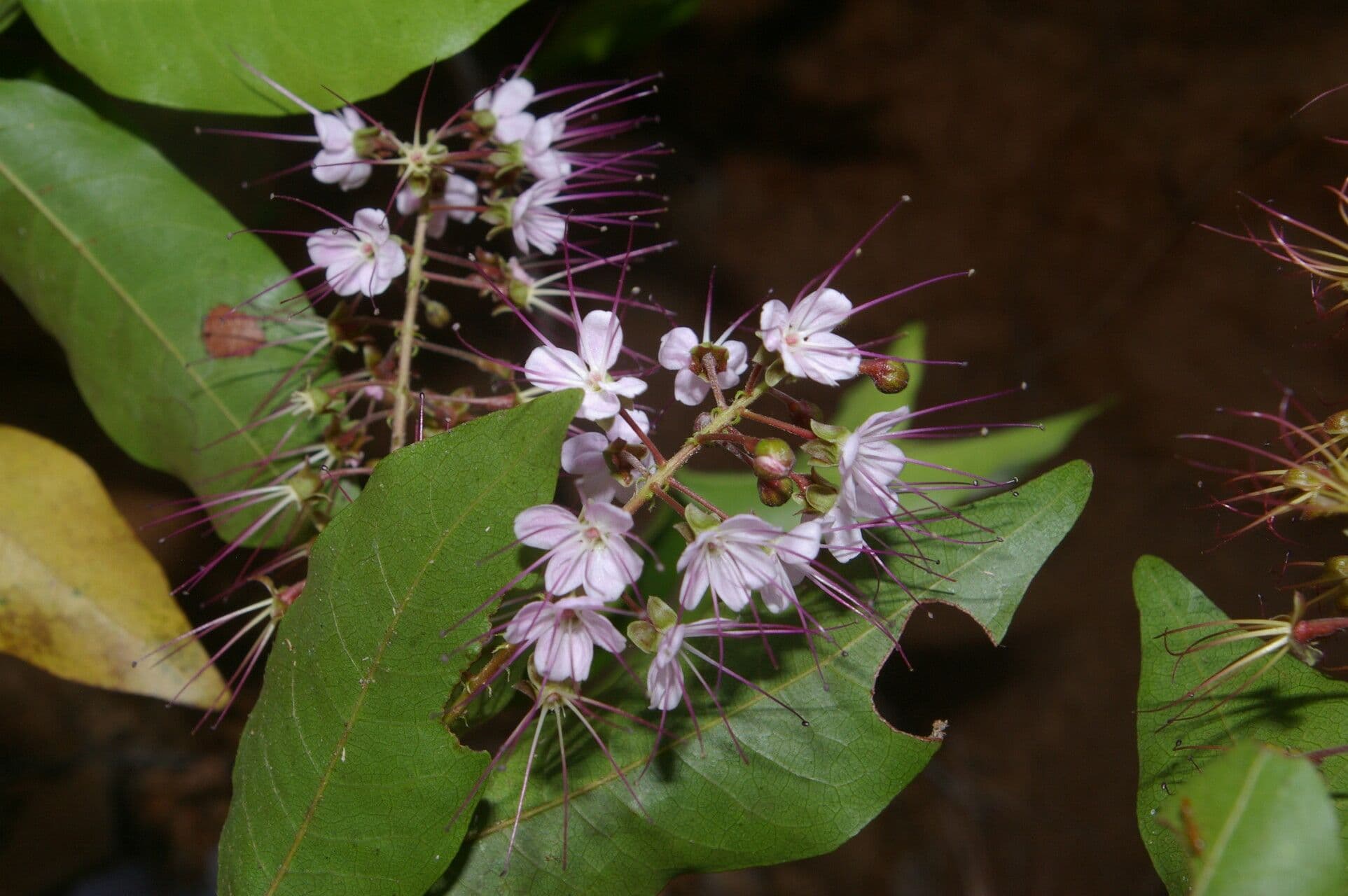 Hirtella 4