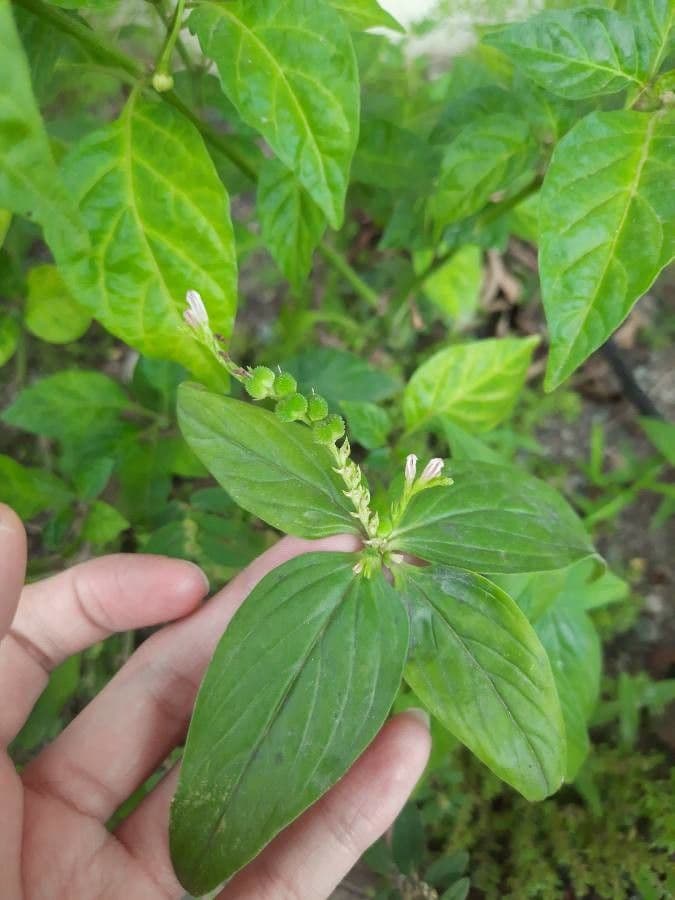 Spigelia