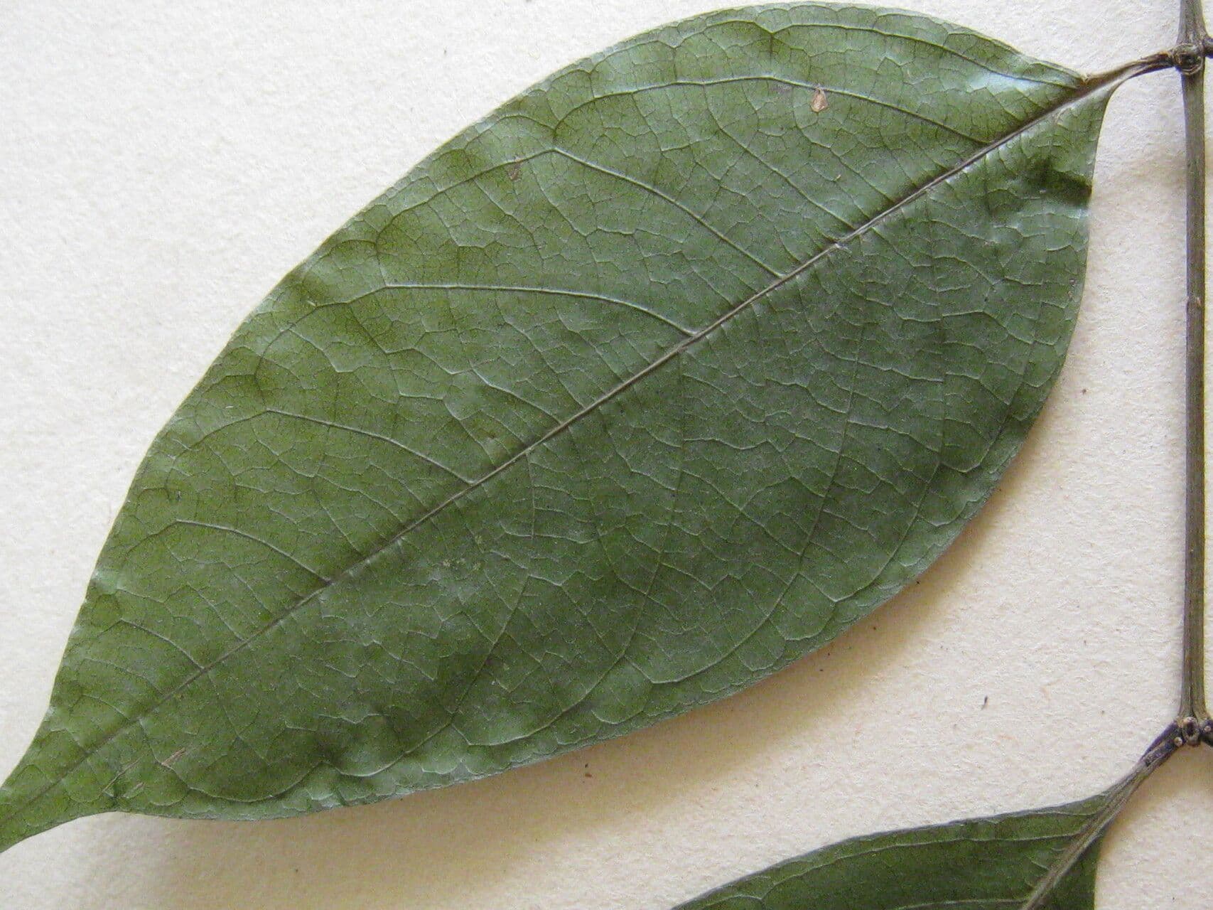 Inga alla cannella 2