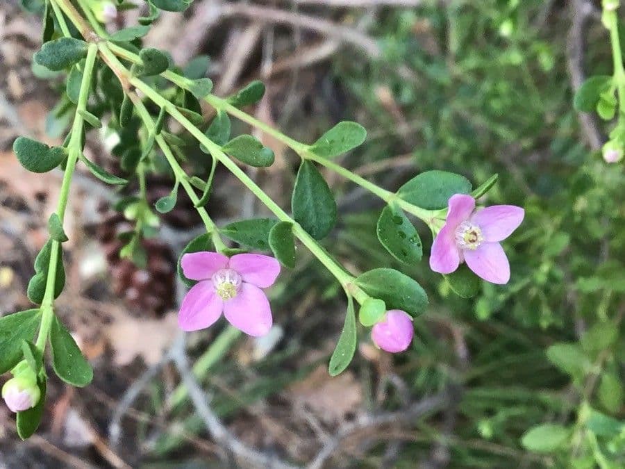 Boronia all'anice
