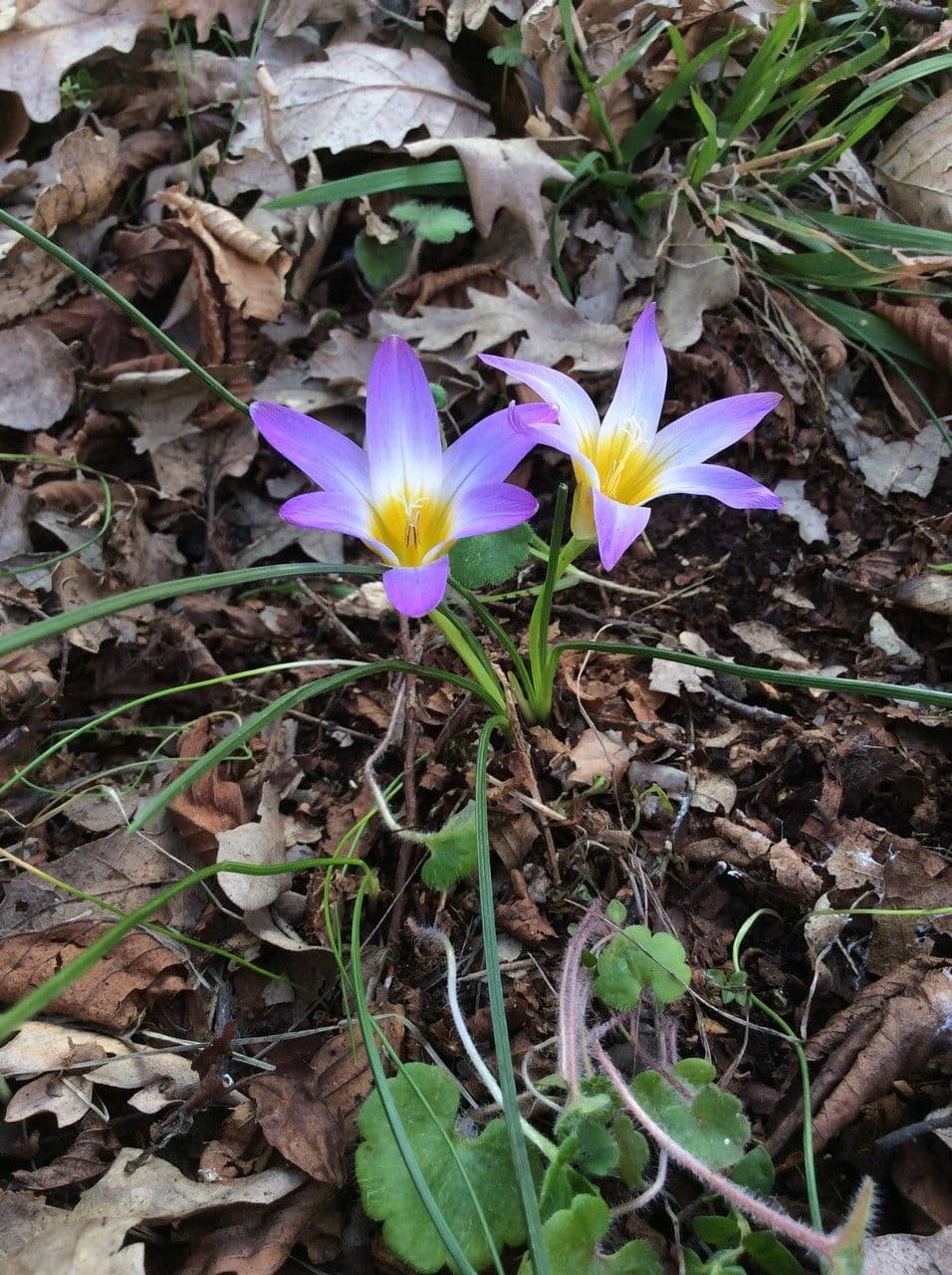 Romulea bulbocodium 9