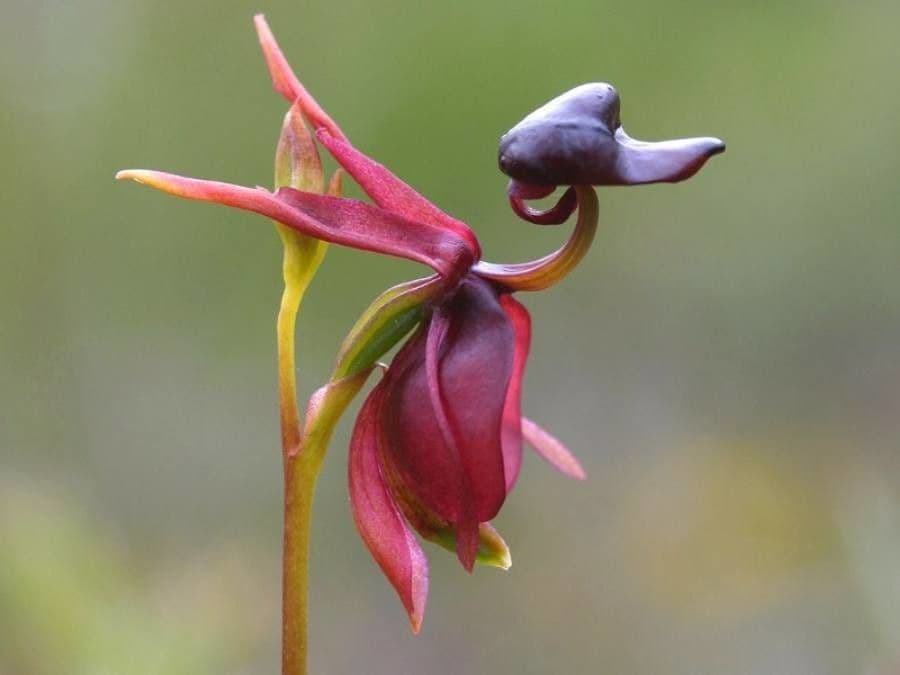 Caleana major 2