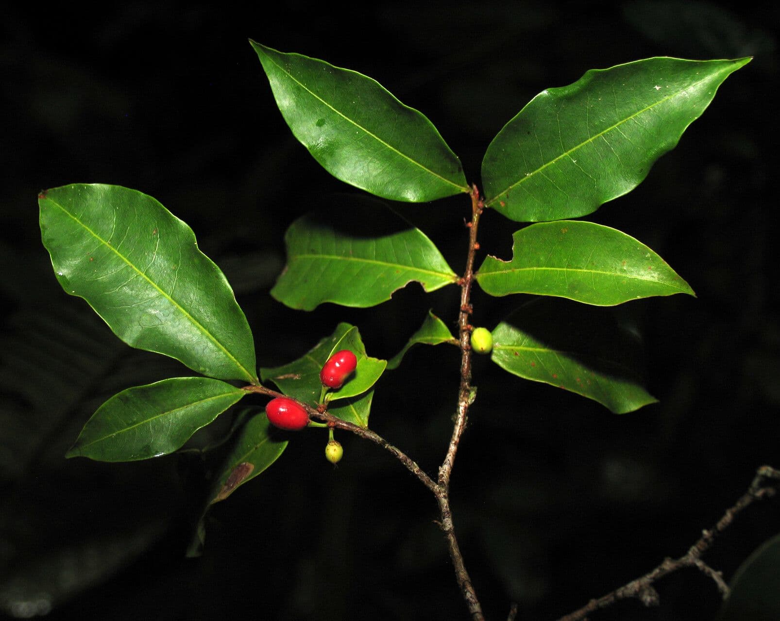 Erythroxylum