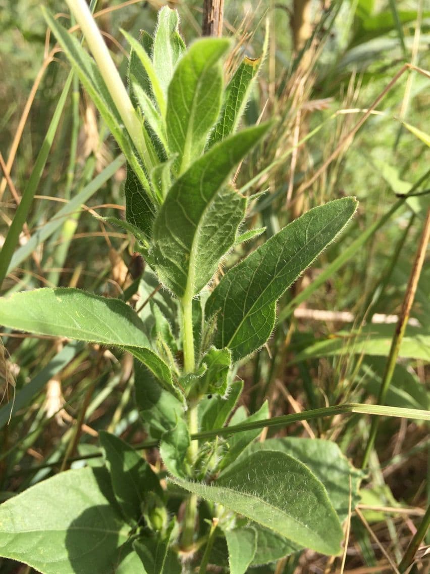 Ruellia 10