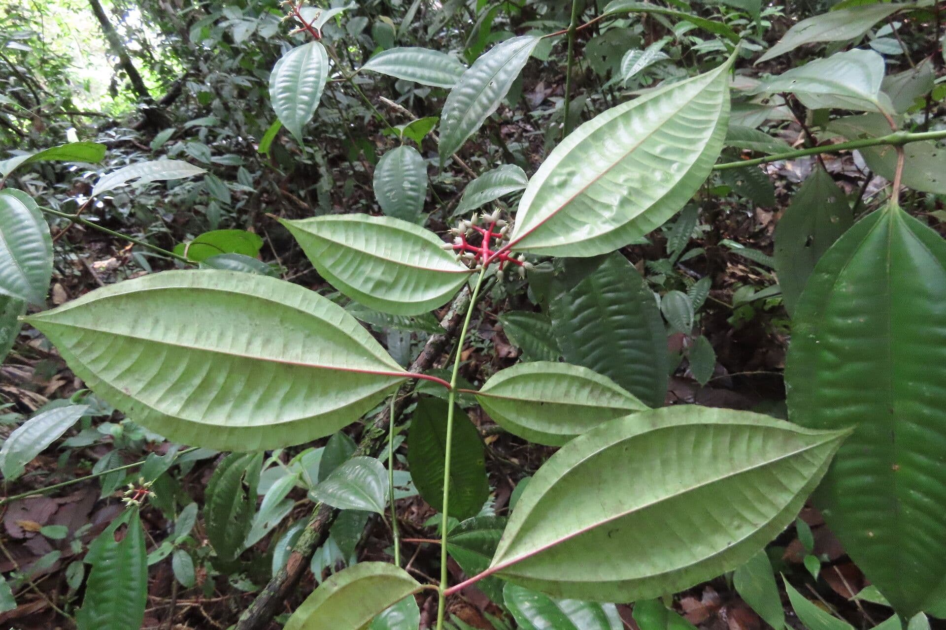 Miconia 15