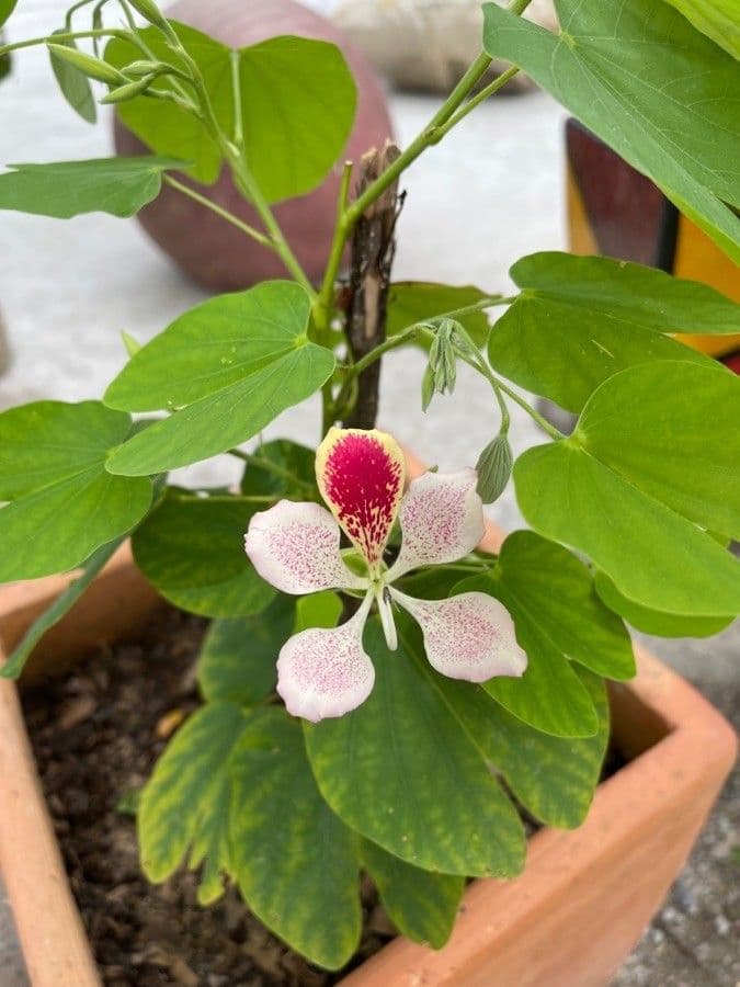 Einblättrige Purpurblume 15