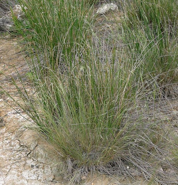 Deschampsia media 13