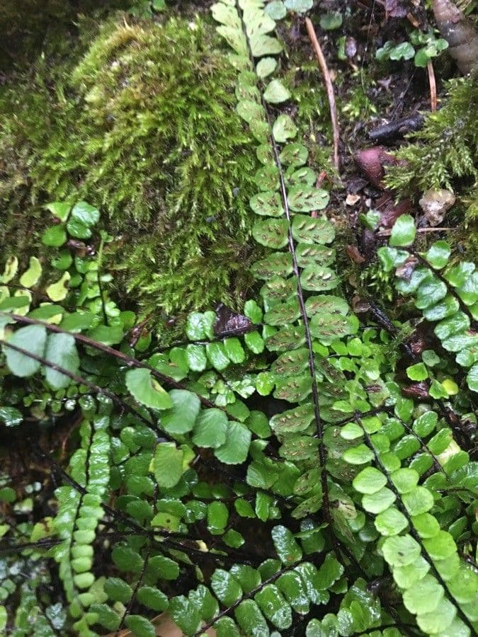 Erba rugginina 26
