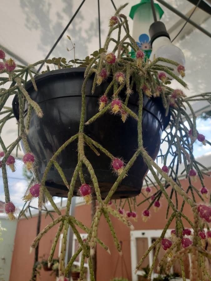 Rhipsalis 16