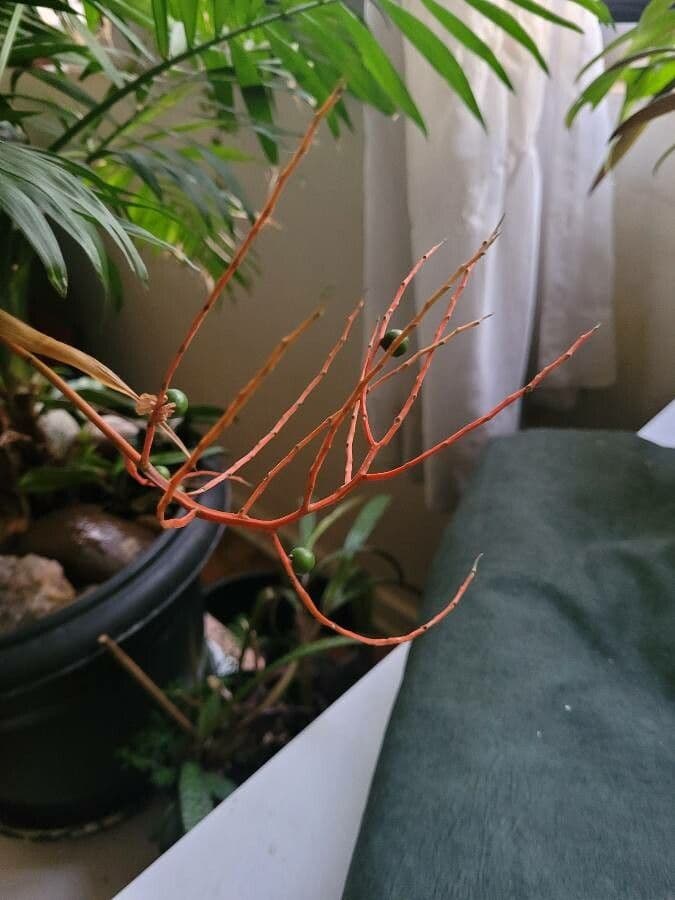 Chamaedorea 5