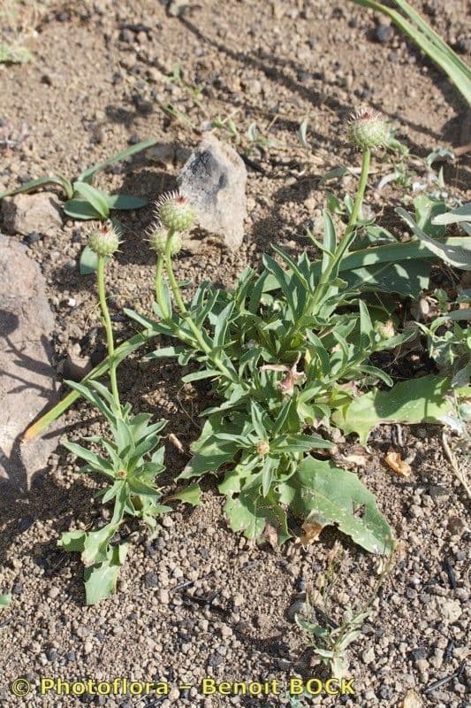 Klasea flavescens 10
