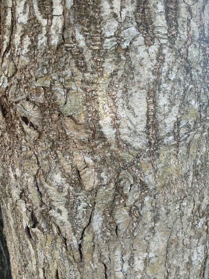 Gymnanthes lucida 8