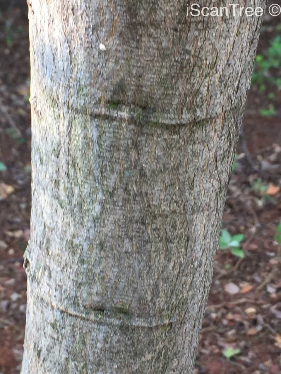 Grewia 17