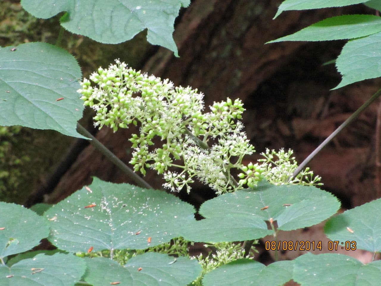Araria racemosa 8