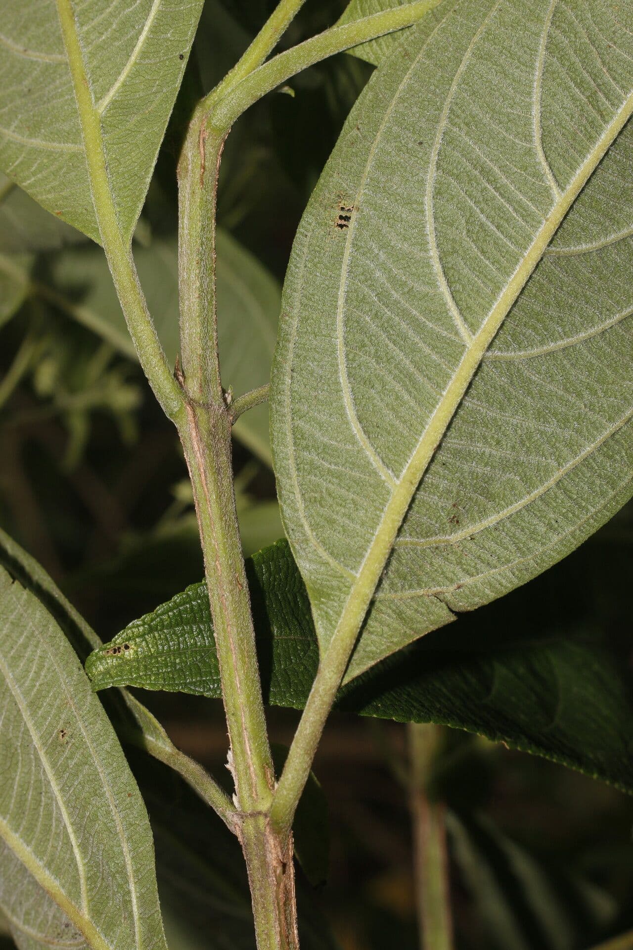 Lippia myriocephala 3