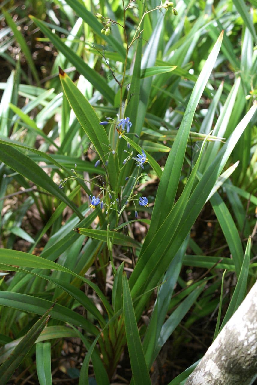 Dianella 14
